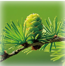 �t�@�j�[ �r�[ �p��